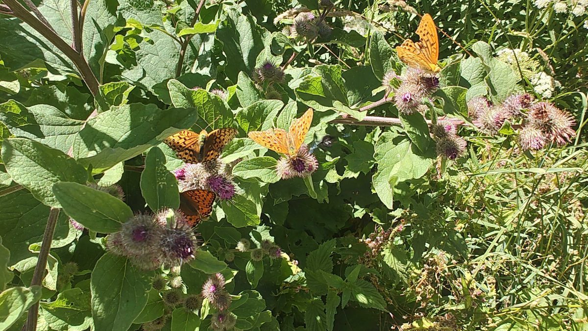 Tomber amoureux, puis se quitter (et ce qui se passe entre les deux)