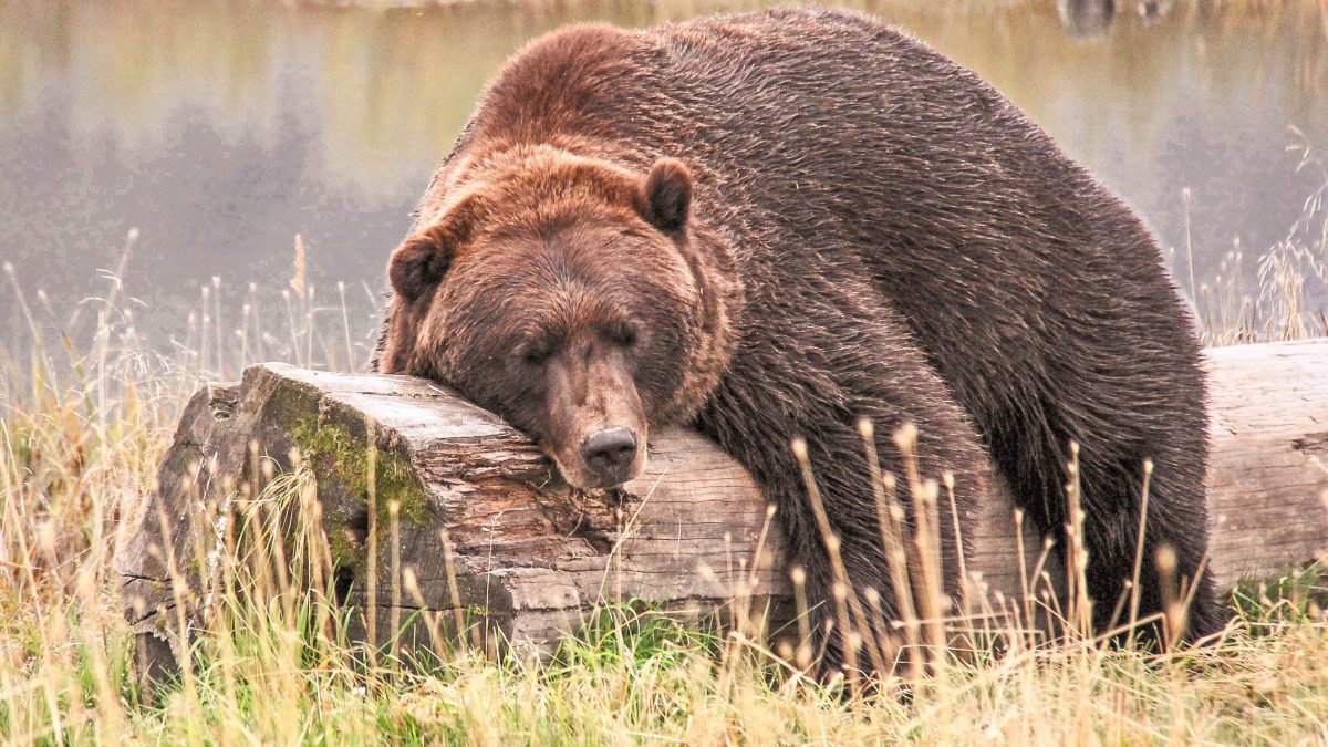 Comment réveiller un ours ?